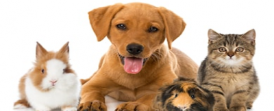 Veterans Pet Registry
